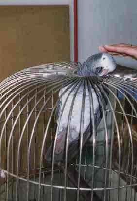 marx le perroquet de matala